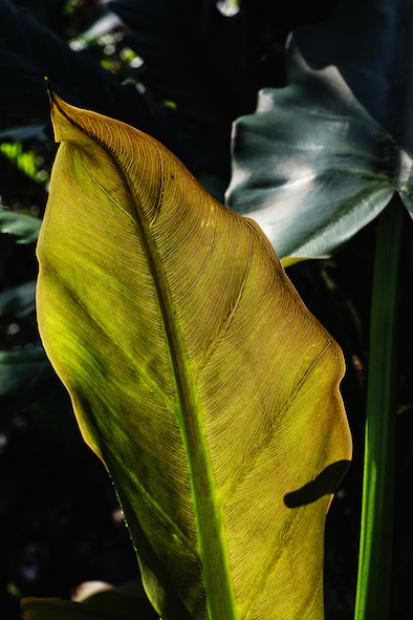 Typhonodorum lindleyanum, jardin botanique de Genève